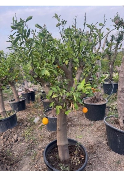 Saksıda 15 Yaş Yetişkin Mayer Limon Ağacı Boy 170 Cm+