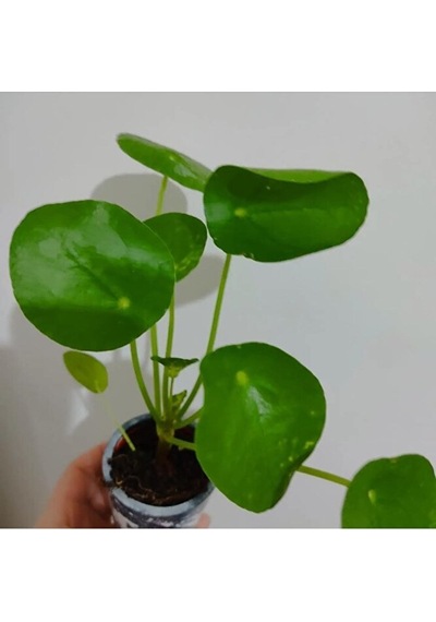 Pilea Bitkisi Fidesi +seramik Saksi 15-25cm Dolgun Form 1 Adet