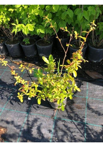 Videolu Bol Çiçekli Yörük Gelini Ağacı Fidanı 1 Adet 40-70cm Japanese Quince Süs Bitkisi
