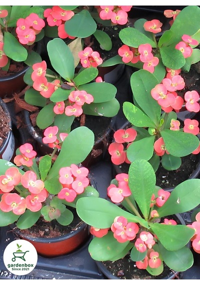 Pembe Renk Dikenler Tacı Çiçeği 1 Adet Saksılı 20-25cm