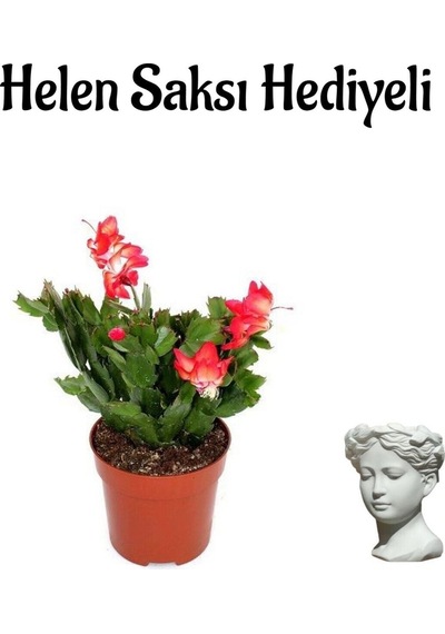 Hediyelik Kırmızı Yılbaşı Çiçeği Sevgililer Gününe Özel Helen Saksı Hediyeli
