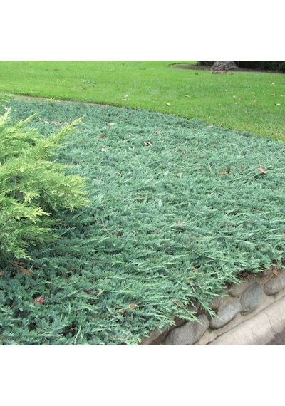 Juniperus Horizontalis 'blue Chip' Mavi Sürünücü Ardıç Yer Örtücü