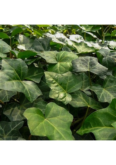 Tüplü Hedera Helix Orman Sarmaşığı Fidanı 100-150 Cm
