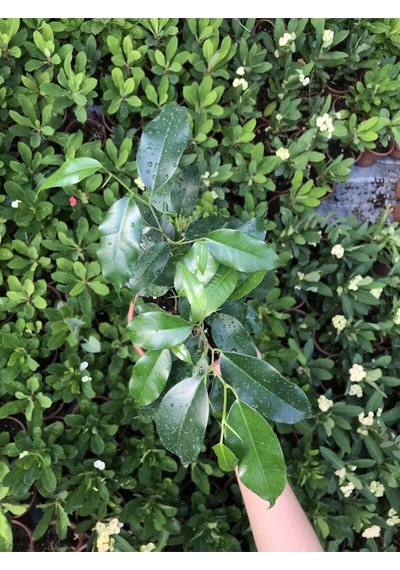 Ficus Benjamina Danielle-benjamin Bitkisi 70cm
