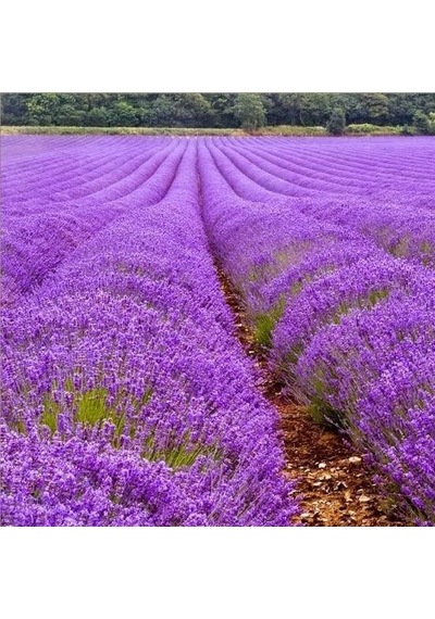 Lavandula Angustifolia Lavanta Çiçeği Tohumu 25000 Tohum N118556