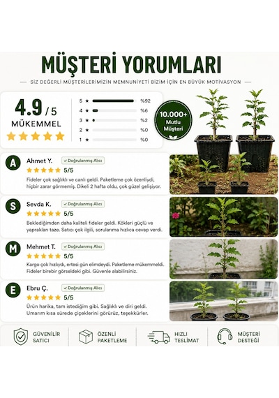 Oya Ağacı Fidesi Lagerstroemia Indica Saksılı Canlı Fide 25-40 Cm Yaz Boyu Çiçekli 1 Adet