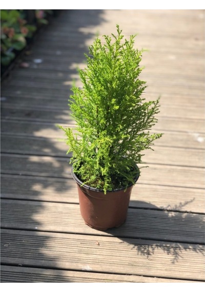 Limon Çamı Limon Servi 40-60 Cm