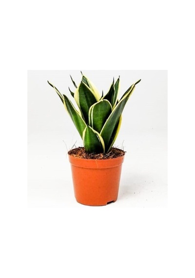 Paşa Kılıcı Peygamber Kılıcı Çiçeği Fidanı 10-20 Cm