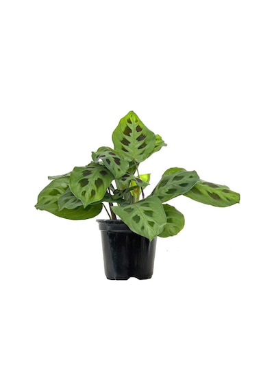 Dua Çiçeği  (Maranta Kerchoveana)  20 cm