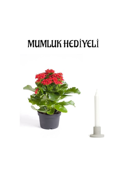 Kırmızı Renk Kalanşo Kalanchoe Çiçeği Mumluk Hediyeli Sevgililer Gününe Özel