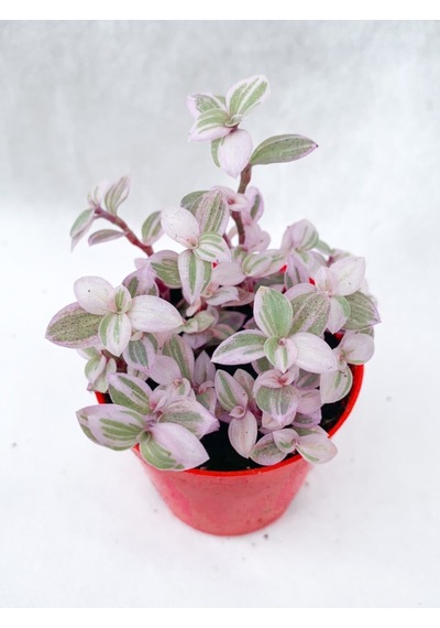 Callisia Repens Pink Lady Mini Pembe Telgraf Çiçeği - 5.5 Cm Saksıda