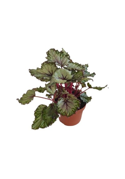 Begonia Rex Asian Rex Begonya Bitkisi