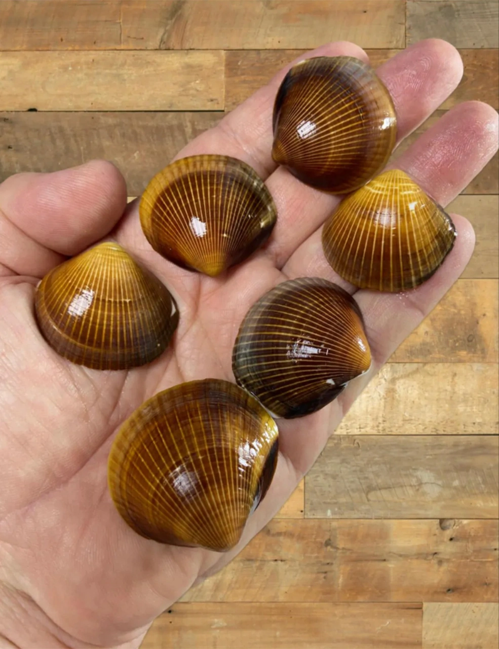 Gerçek Deniz Kabuğu - Capulus Mare - Deliksiz - 60gr - Ort 12 Adet