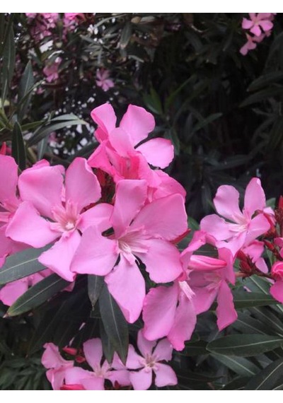 Videolu Pembe Renkli Zakkum Çiçeği Fidanı 40 60cm Adet Saksılı Dış Mekan Bitkisi Nerium Oleander