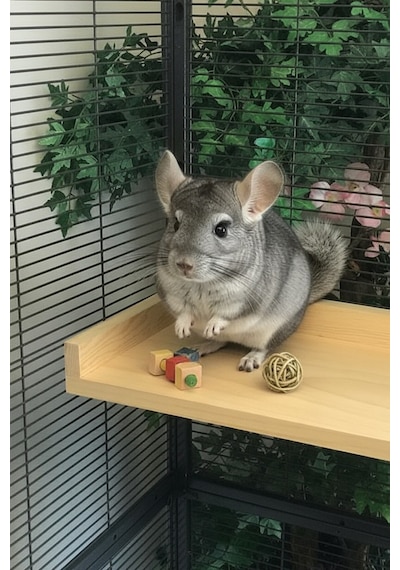 Çam Ahşap Platform 20 Cm X 40 Cm Kuş/degu/chinchilla Tüneği
