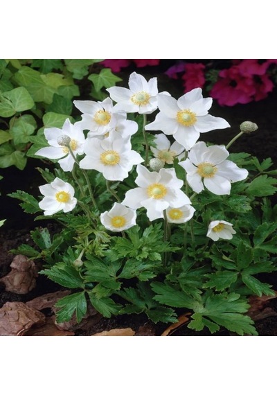 Pulsatilla Vulgaris Beyaz Dağ Lalesi Anemon Çiçeği Tohumu 5 Tohu