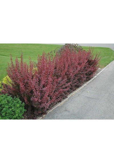 Berberis Fidanı Kadın Hanı Tuzluğu Berberis Thunbergi Attro