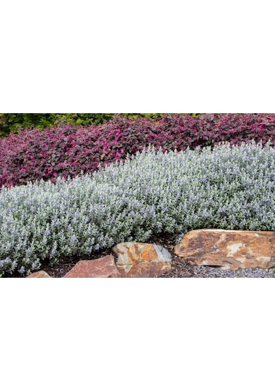 Zeytin Çalısı - Teucrium Fruticans 3'lü Set - Dekoratif Peyzaj Bi