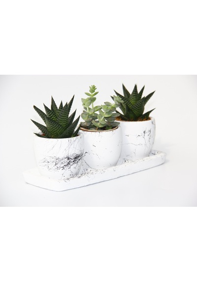 Trio Beyaz Sukulent Seti - Haworthia. Crassula Perforata
