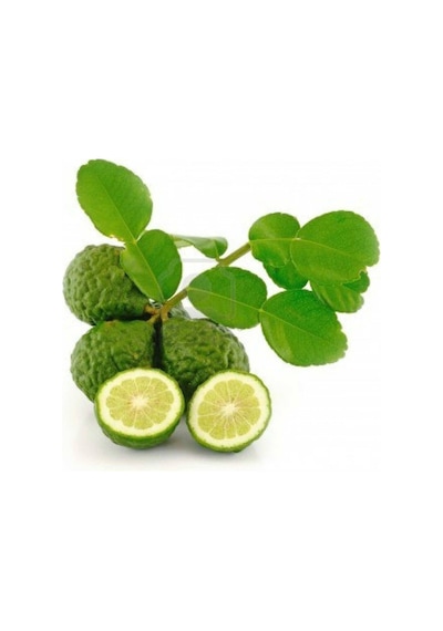 4 Yaş Aşılı Kaffir Lime Fidanı. Torbada