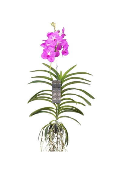Vanda Nitaya 'candy Pink' Vanda Orkide