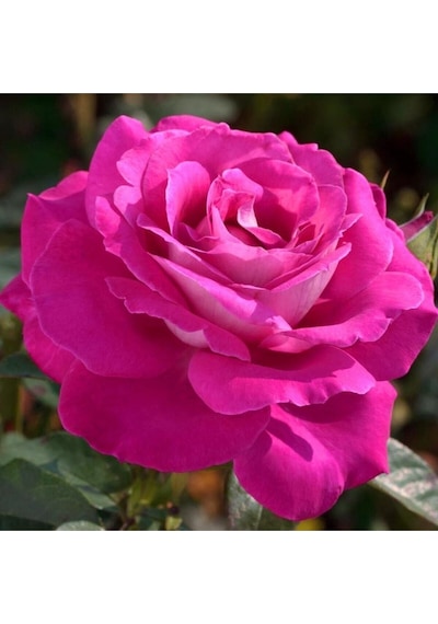 Videolu Yediveren Gül Fidanı 10-15cm Saksılı/tüplü 1 Adet Aşılı Gül Pink Rose