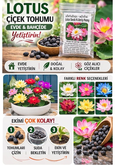 Lotus Çiçeği Tohumu 6 Adet Nilüfer Çiçeği Tohumu Nadir Kutsal Lotus 6