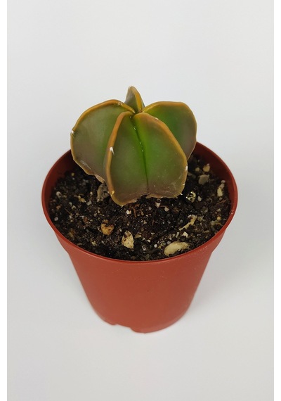 4 Lü Astrophytum Özel Tür Kaktüs Seti 5.5 Cm Saksıda