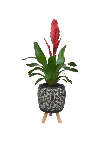 Kırmızı Alev Kılıcı Çiçeği Siyah Motif Desenli Saksıda