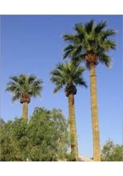 10 Adet Tohum Washingtonia Rabusta Palmiye Tohumu