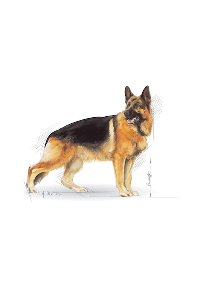 Royal Canin German Shepherd Tavuklu Alman Kurdu Yetişkin Köpek Maması 11 KG