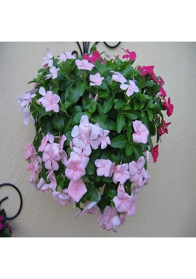 Vinca Rosea Soft Pink Rozet Çiçeği Tohumu 20 Tohum