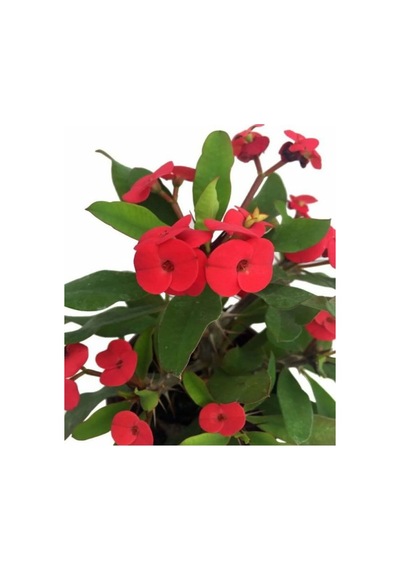 Videolu 4'lü Dikenler Tacı Çiçeği Sarı-kırmızı-pembe-beyaz 10-20 Cm Tüplü Çiçekli Euphorbia Milii