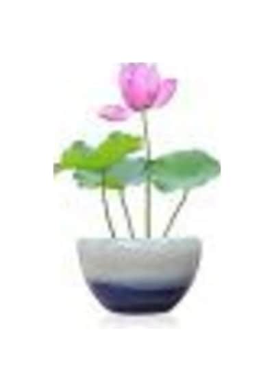 Nadir Ithal Lotus Tohumu 15 Tohum Lotus Çiçeği Tohumu Nilüfer Tohumu Su Zambağı Tohumu Zambak Tohumu