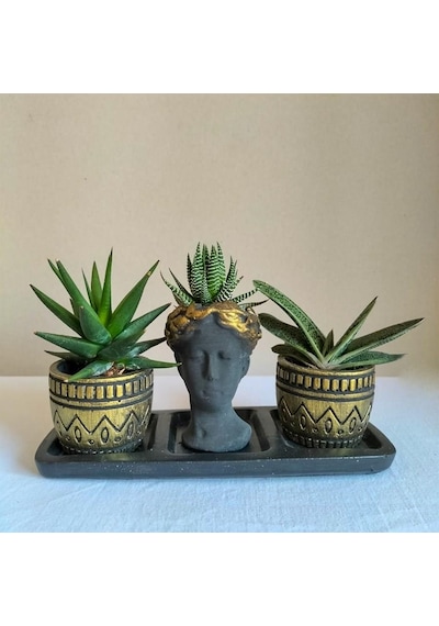 Haworthia & Gasteria 3'lü Sukulent Seti | Helen Siyah & Gold Seri