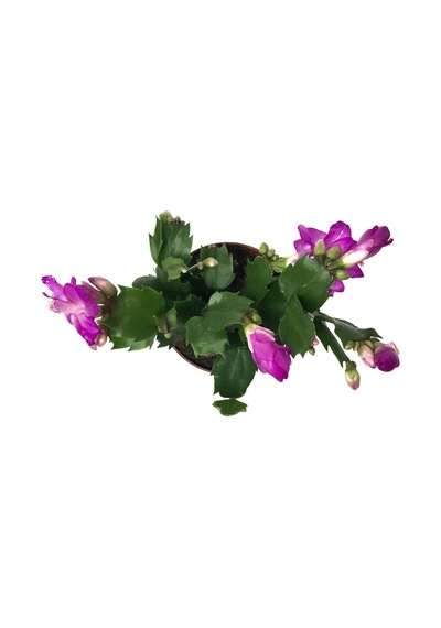 Schlumbergera 'Purple' (Yılbaşı Çiçeği) Ø8,5 CM Y15-20 CM