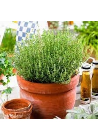 150 Adet Tohum Organik Yayılıcı Kır Doğal Yayla Kekiği Tohumu Hobi Bahçe Balkon Saksılık Kekik Tohum