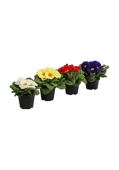 Çuha Çiçeği Primula 50 Adet