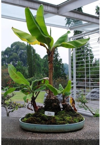 Muz Bonzai Tohumu Banana Bonsai