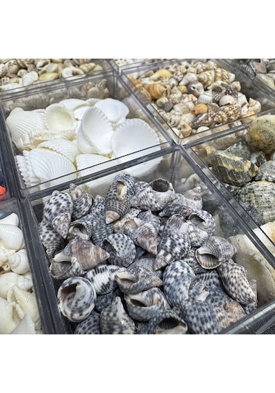 12 Farklı Minik Dekoratif Doğal Deniz Kabuğu Seti