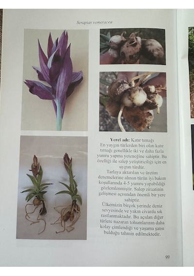 Serapias Salep Fidesi