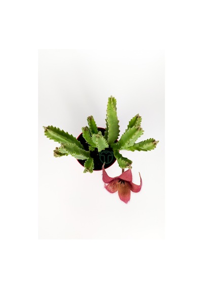Leş Kaktüsü Stapelia Grandiflora Büyük Boy 8.5 cm Kırmızı Saksıda