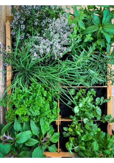 Videolu Mutfakta Bitki Seti Saksıda Kekik Biberiye Adaçayı 10 15 Cm 3 Adet Fidesi Kitchen Herb Set Diğer
