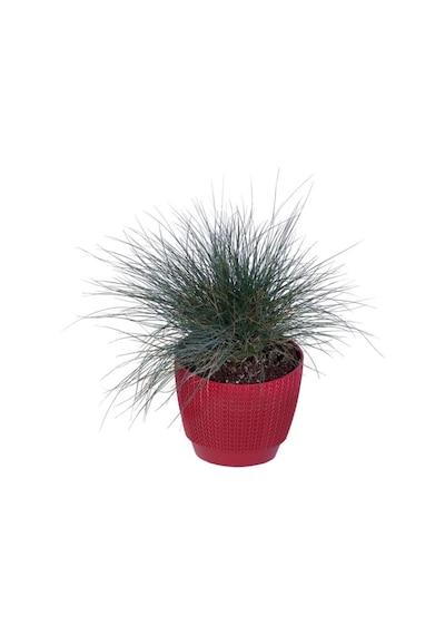 Mavi Çim Saksı'da Festuca Glauca