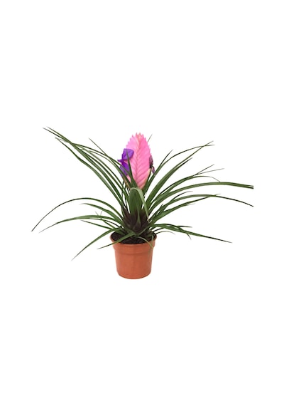 Tillandsia Cyanea (Hava Bitkisi) Ø8.5 CM Y20-25 CM