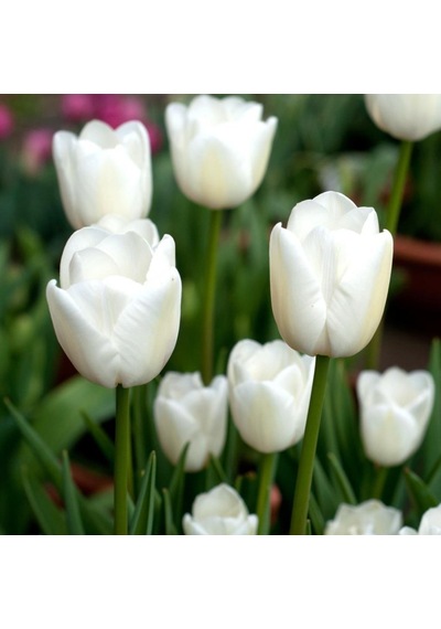 Agrass White Lale Soğanı 5 Adet