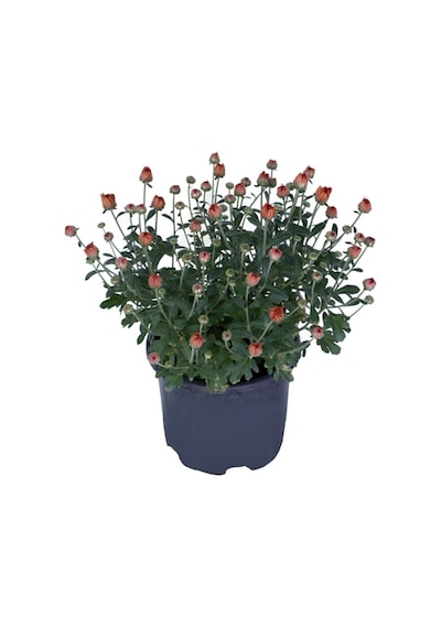1 Adet Saksılı 15-25 Cm Krizentem Turuncu Renk Kasımpatı Çiçeği