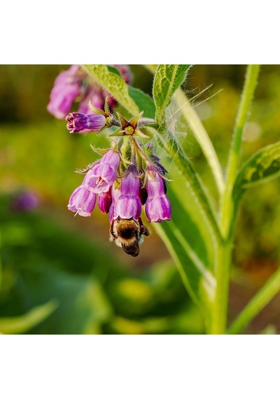 KARAKAFES OTU FİDESİ 3 ADET - Symphytum Officinale