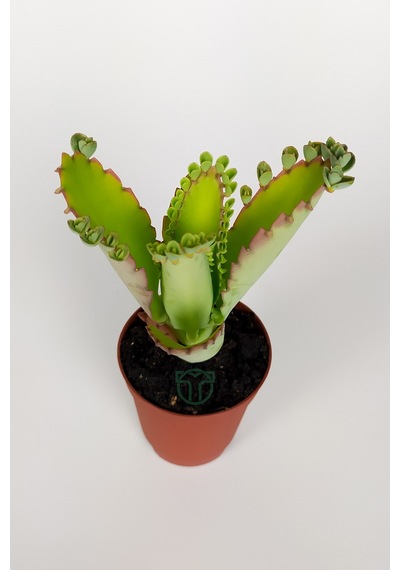 Aşkın Gözyaşları Çiçeği Kalanchoe Daigremontiana Yeşil Çiçekli 5.