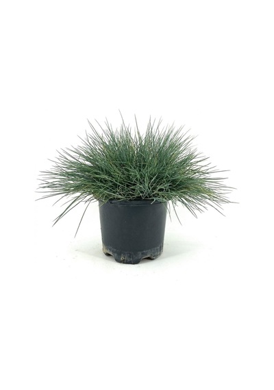 Videolu Natural Mavi Çim Bitkisi Fidanı 3 Adet 25-40 Cm Saksılı Dış Mekan Ağaçları Festuca Glauca